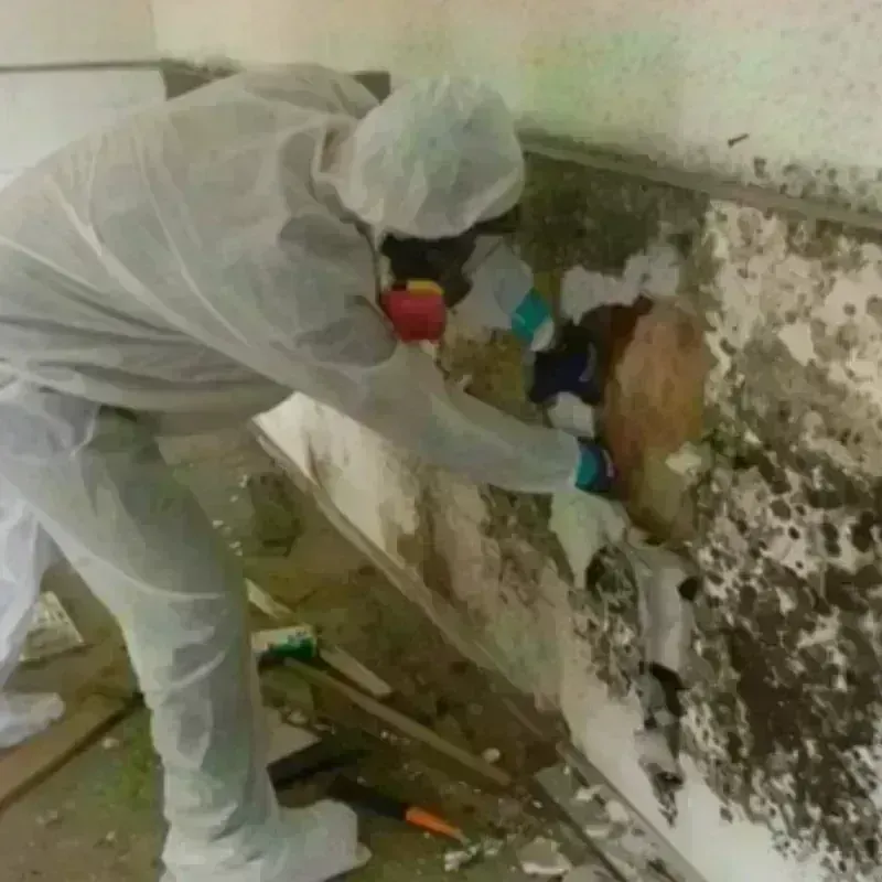 Mold Remediation and Removal in Bethany, IL